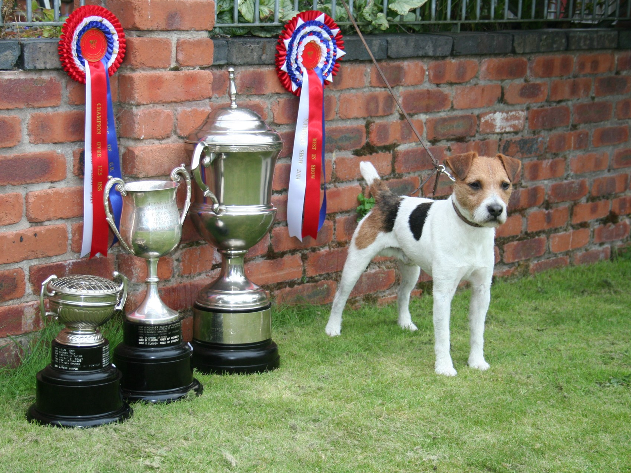 Meynell Sundance Max with Trophies
