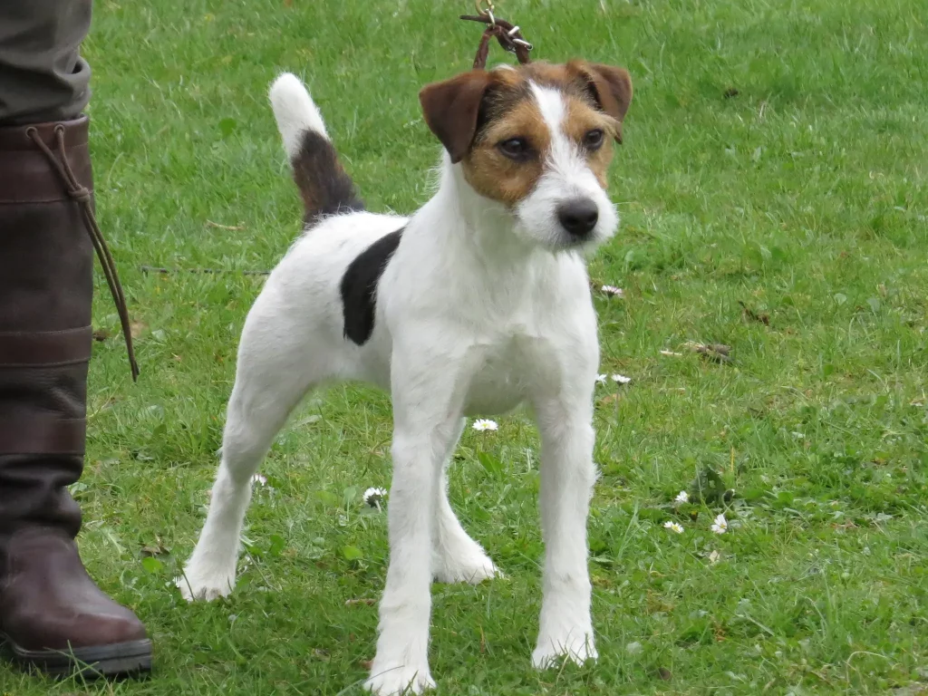 Domino