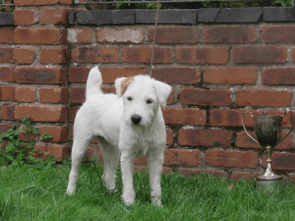 Piper